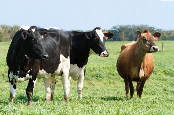 Great Ocean Road VIC Paddock to plate farm tour