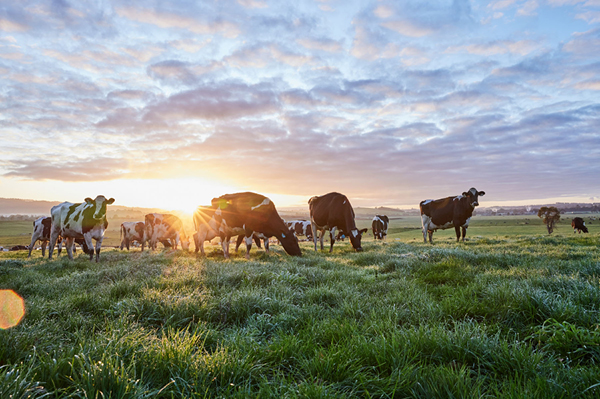 Buy Support Enjoy Aussie Dairy