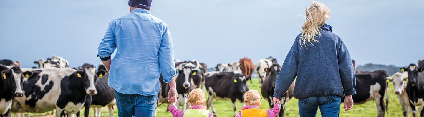 Farmer dad and son with cows feeding