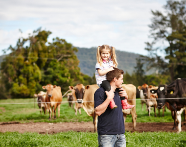 Little girl sitting on man's shoulders with cows in the background