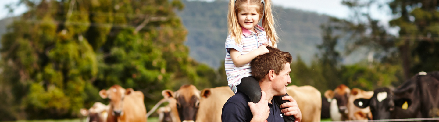 Little girl sitting on man's shoulders with cows in the background